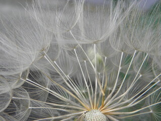 dandelion seeds head