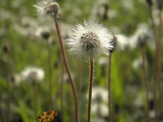 dandelion seed head