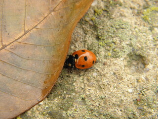 ladybug on stone