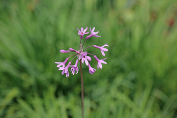 Macro image of Society Garlic blooms, Kent England
