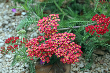 Macro image of red Yarrow blooms, Kent England
