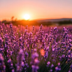 A field of lavender glowing in the warm light of golden hour, with rows of purple blooms stretching into the horizon under a serene sky.
