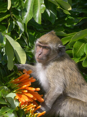 Mauritius macaque monkey endangered endemic species on tree with orange trumpet vine flowers