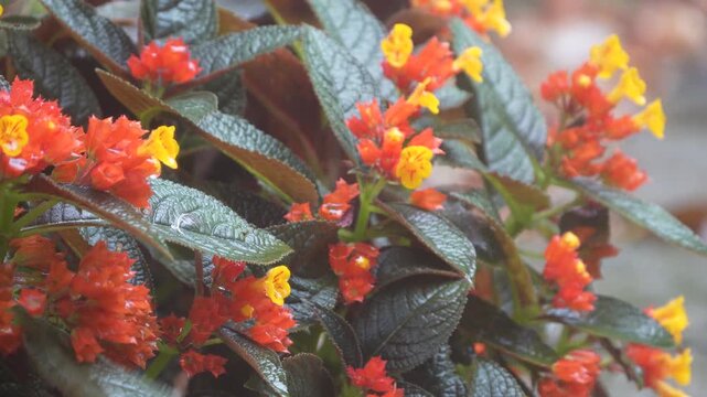 chrysothemis pulchella copper leaf black flamingo sunset bells flower in the rain