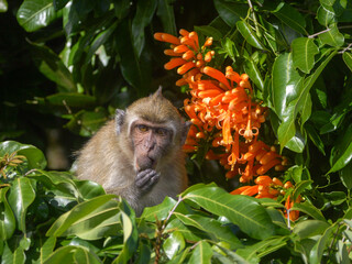 Mauritius macaque monkey endangered endemic species eating on tree with orange trumpet vine flowers
