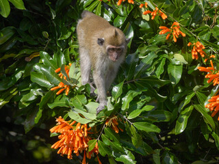 Mauritius macaque monkey endangered endemic species on tree with orange trumpet vine flowers