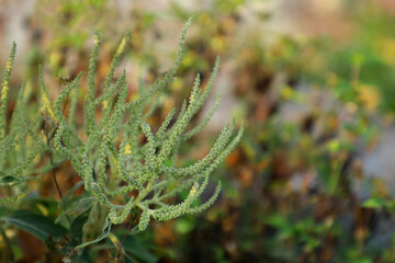 Green Plant with Textured Sprouts