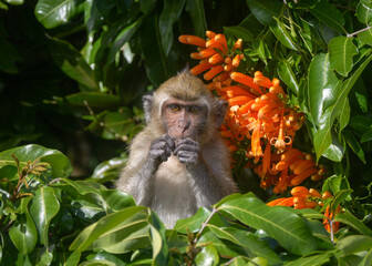 Mauritius macaque monkey endangered endemic species eating on tree with orange trumpet vine flowers