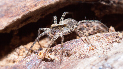 close up of a large spider