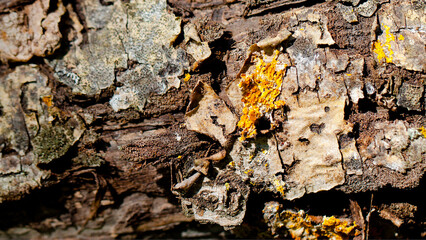 yellow lichen on the stone