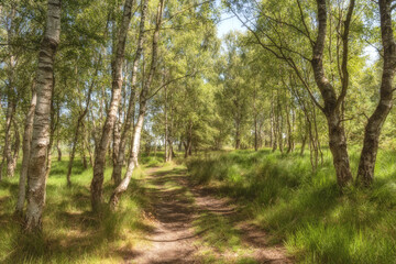A path through a woodland with dappled sunlight on the ground.