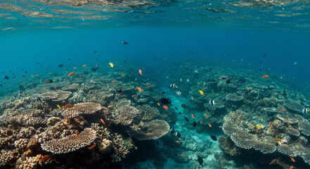 Fototapeta premium corals in the middle of the ocean