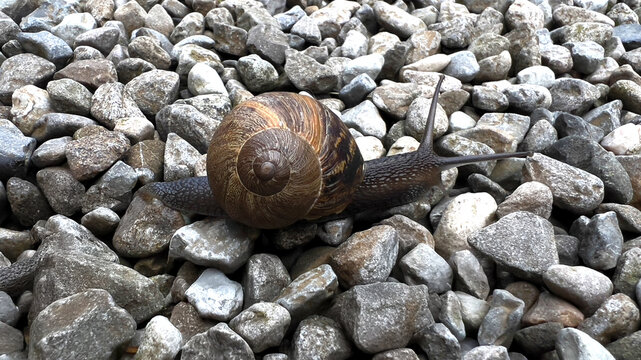 A captivating garden snail slowly makes its way across a bed of rough grey gravel showcasing its beautiful spiraled shell and delicate movements. - Powered by Adobe
