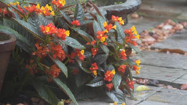 chrysothemis pulchella copper leaf black flamingo sunset bells flower in the rain
