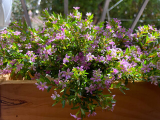 A lush cluster of small purple and pink flowers basking in the sunlight. The vibrant green leaves and bright petals create a cheerful, natural scene full of life and springtime energy.