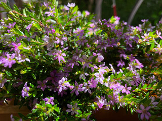 A lush cluster of small purple and pink flowers basking in the sunlight. The vibrant green leaves and bright petals create a cheerful, natural scene full of life and springtime energy.