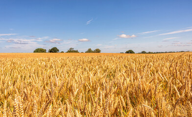 A field of golden barley with trees and a blue sky.