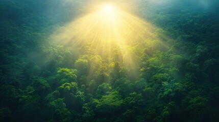 Sunlight piercing through lush forest canopy