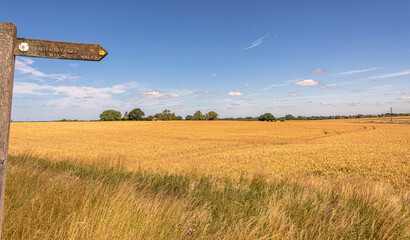 A landscape of barley fields with a sign post and a blue sky.