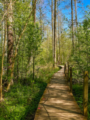 Obraz premium Forest hiking trail through dense greenery in Bialowieza National Park, Poland. Peaceful nature scene with lush vegetation.
