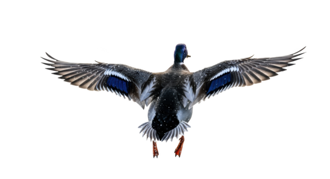 A mallard duck with wings fully extended against a black background in a wildlife photograph