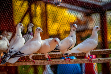 Group of white pigeons perched on a wooden beam inside an aviary, with vibrant background and soft...