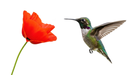 A hummingbird approaching a vibrant red poppy flower with its wings spread against a black background