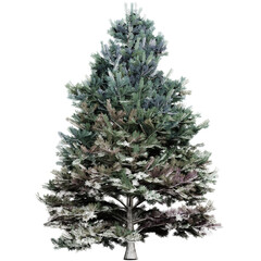 Realistic Green Pine Tree Isolated on Transparent Background for Design and Decoration