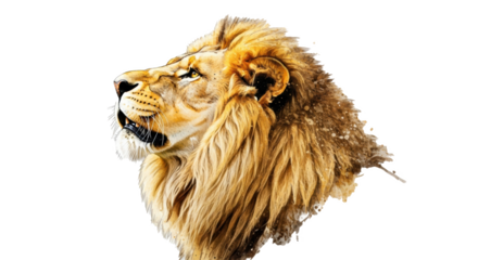 Close up of a lion's head with a golden mane on a black background looking to the left side view