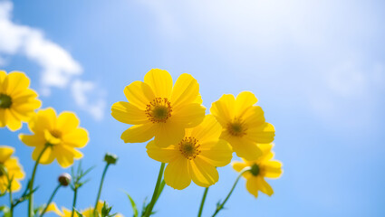 Vibrant yellow ranunculus flowers with delicate petals and prominent golden centers are set against a brilliant blue sky backdrop with a few wispy white clouds, the flowers are freshly bloomed