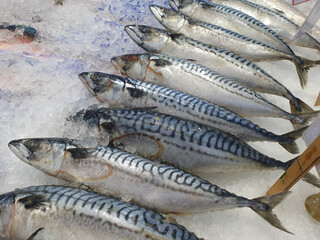 Fresh fish are displayed on ice at the fish market