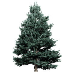 Realistic Green Pine Tree Isolated on Transparent Background for Design and Decoration