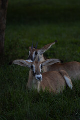 Petites antilopes d'Afrique du Sud