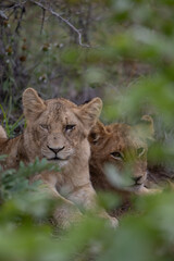 Deux lionceaux dans la savane sud-africaine