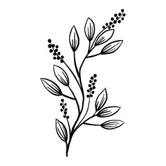 Elegant hand-drawn botanical illustration of a leafy sprig with delicate berries, isolated black and white vector line art.
