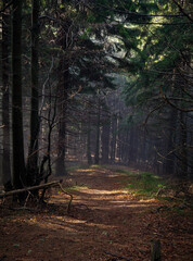 Obraz premium forest in autumn