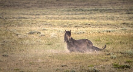Wild Stallion Rolling in the Dust in Salt Wells Creek HMA, Wyoming