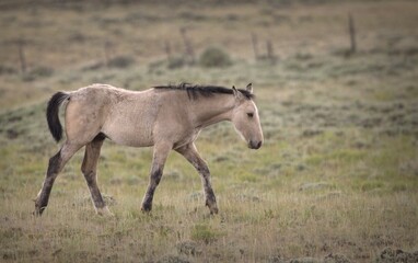Wild Mustang foal of the year in Salt Wells Creek HMA, Wyoming