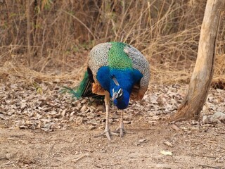 peacock in the woods