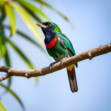 Cuban Trogon Sitting On A Branch...