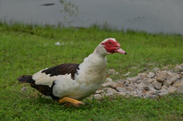 Duck