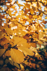 Close-up of vibrant golden-yellow autumn leaves on tree branches with soft sunlight and bokeh...