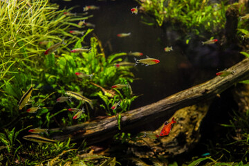 Naklejka premium Small colorful fish swimming among green aquatic plants and driftwood in a freshwater aquarium