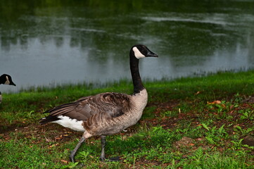 Canadian Goose
