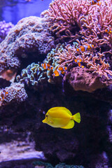 Bright yellow tang fish and clownfish swimming near colorful coral reef structures in a marine aquarium under purple lighting