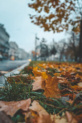 Autumn city street covered with fallen yellow and orange leaves in soft daylight