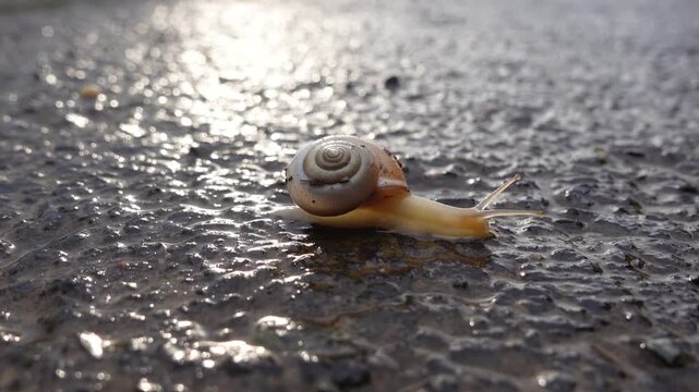 Nature Wildlife Snail shell Crawling closeup video after rain