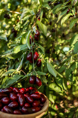 Freshly picked cornelian cherries held in a wooden bowl, with a hand reaching for ripe berries on a tree. Harvest season in the garden, natural healthy food concept