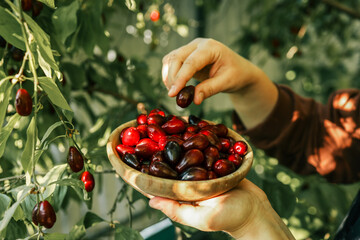 Freshly picked cornelian cherries held in a wooden bowl, with a hand reaching for ripe berries on a...