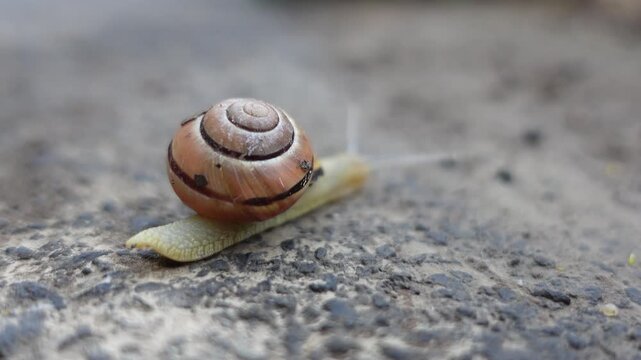 Nature Wildlife Snail shell Crawling closeup video after rain